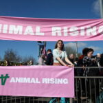 Animalisti irrompono nell'ippodromo di Liverpool, 118 arresti