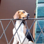 Lancia dal balcone il proprio cane uccidendolo