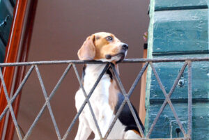 Lancia dal balcone il proprio cane uccidendolo