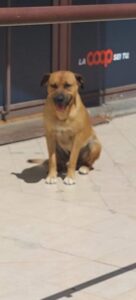 Morto avvelenato cane di quartiere a Scordia, denuncia