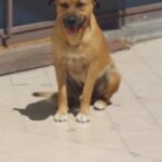 Morto avvelenato cane di quartiere a Scordia, denuncia