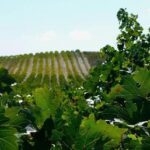 Vino: riparte Sicilia en Primeur, una vetrina del territorio