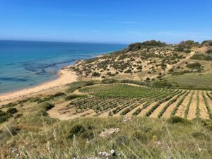 Menfi Città Italiana del Vino,al via edizione tecnica Inycon