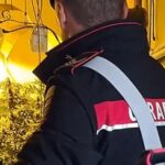 Droga: piantagione trovata a Palermo in una casa disabitata