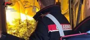 Droga: piantagione trovata a Palermo in una casa disabitata