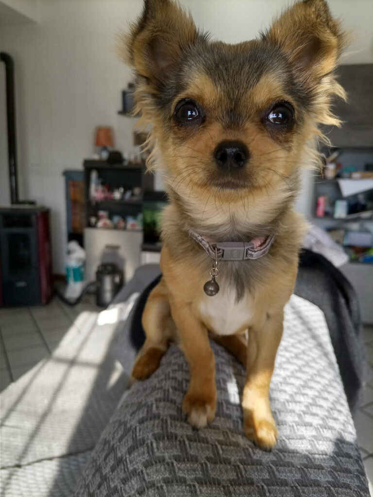 Ho perso la mia cagnolina sulla strada per Scoglitti, aiutatemi