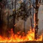Incendia sterpaglie, muore avvolto dalle fiamme