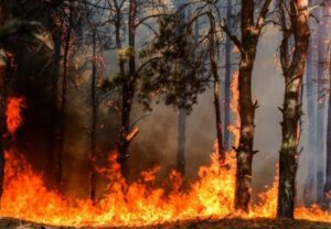 Incendia sterpaglie, muore avvolto dalle fiamme