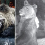 Trovato morto l'orso M62, era fra i "problematici" a rischio abbattimento