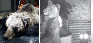 Trovato morto l'orso M62, era fra i "problematici" a rischio abbattimento
