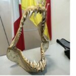 Una bocca di squalo Mako sequestrata dall'Agenzia delle Dogane