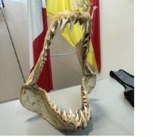 Una bocca di squalo Mako sequestrata dall'Agenzia delle Dogane