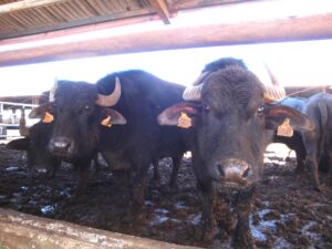 Bubalus 20 anni, l’imprenditoria sperimentale che valorizza la Bufala iblea