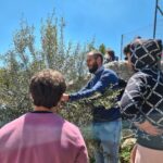 Scuola, al Ferraris di Ragusa si pota l'ulivo