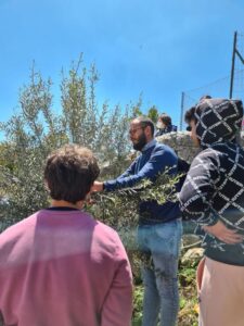 Scuola, al Ferraris di Ragusa si pota l'ulivo