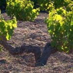 Vino: a Pantelleria si studia come tutelare lo Zibibbo