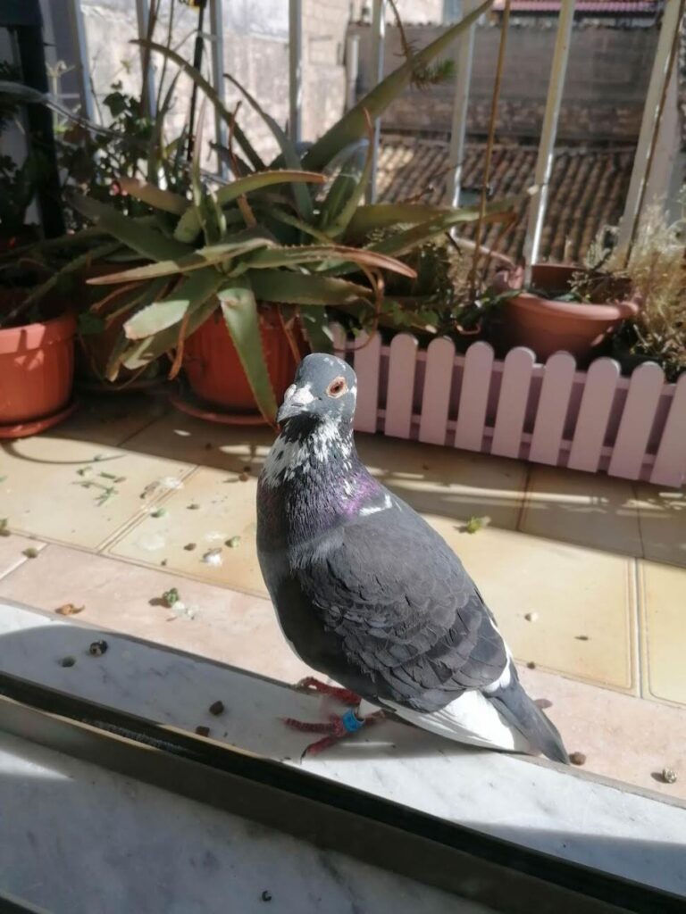 Un piccione viaggiatore &egrave; arrivato nel mio balcone