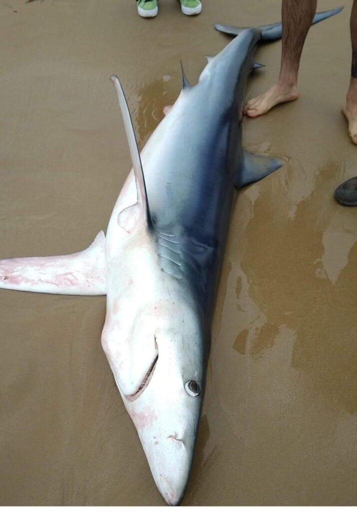 Piccolo squalo spiaggiato ad Arizza