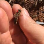 Come si diventa regina, come si diventa ape regina