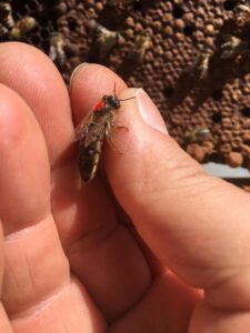 Come si diventa regina, come si diventa ape regina