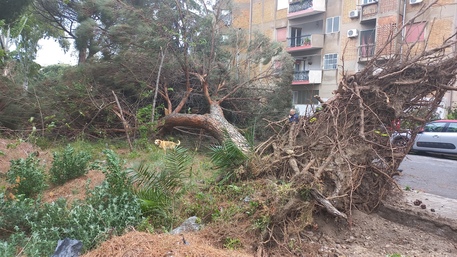 Un morto a Reggio Calabria sotto un albero caduto per il vento