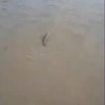 Un pesce per strada in Romagna dopo le inondazioni