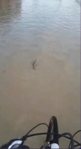 Un pesce per strada in Romagna dopo le inondazioni