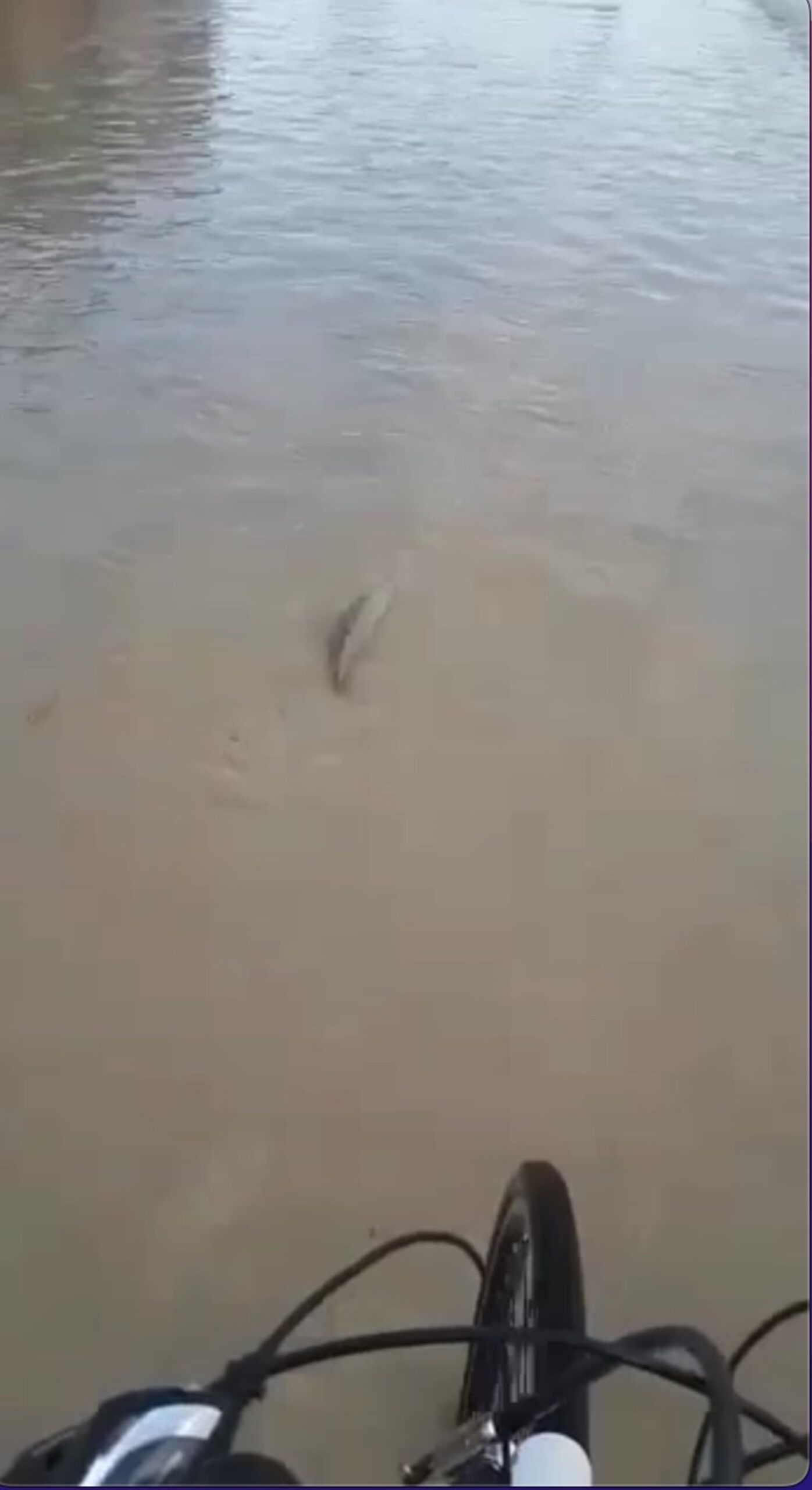 Un pesce per strada in Romagna dopo le inondazioni. VD