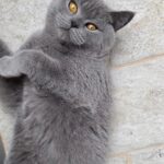 Ragusa, abbiamo perso il nostro gattino