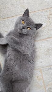 Ragusa, abbiamo perso la nostra gattina