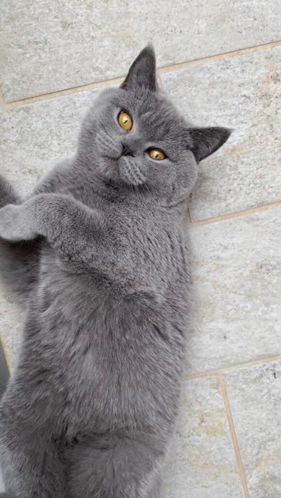 Ragusa, abbiamo perso il nostro gattino