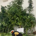 Arrestato 66enne: coltivava nella propria abitazione piante di cannabis