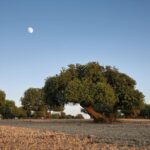 Frutta in guscio, Bapr Ragusa gestirà contratti di filiera