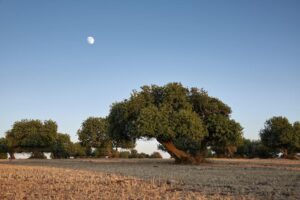 Frutta in guscio, Bapr Ragusa gestirà contratti di filiera