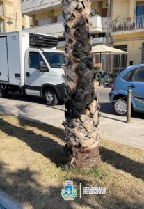 Hanno tentato di bruciare nella notte le palme del lungomare di Pozzallo