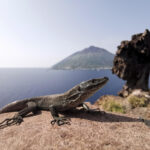 Chi salverà la lucertola delle Eolie?