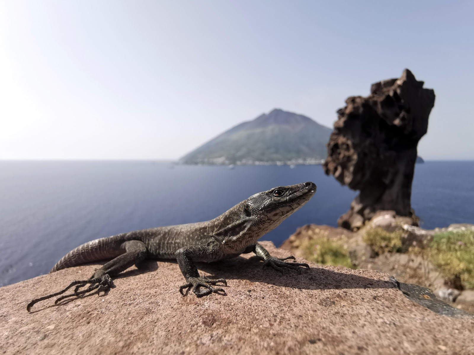 Chi salverà la lucertola delle Eolie?