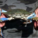 Il granchio blu sta invadendo la Sicilia?