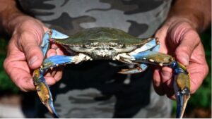 Il granchio blu sta invadendo la Sicilia?