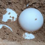 Volontari del WWF Salvano i Nidi di Tartaruga Caretta Caretta