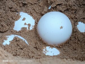 Volontari del WWF Salvano i Nidi di Tartaruga Caretta Caretta