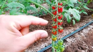 Compra 5 mila piantine di pomodorini e le duplica illegalmente