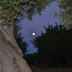 Passeggiata tra stelle e ulivi a Chiaramonte Gulfi