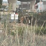 Ecco il tratto autostradale dove &egrave; stato trovato il corpo di Fabio Vita