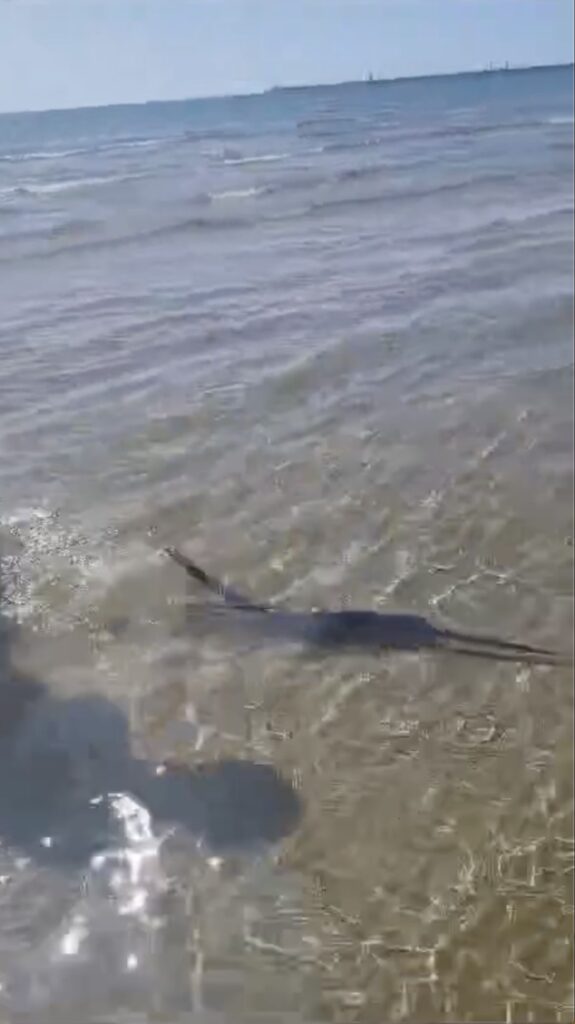 Piccolo pescespada a spasso nella spiaggia di Pozzallo