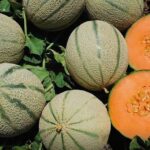 Melone retato siciliano “Mundial”, siglato un accordo strategico