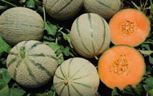 Melone retato siciliano “Mundial”, siglato un accordo strategico