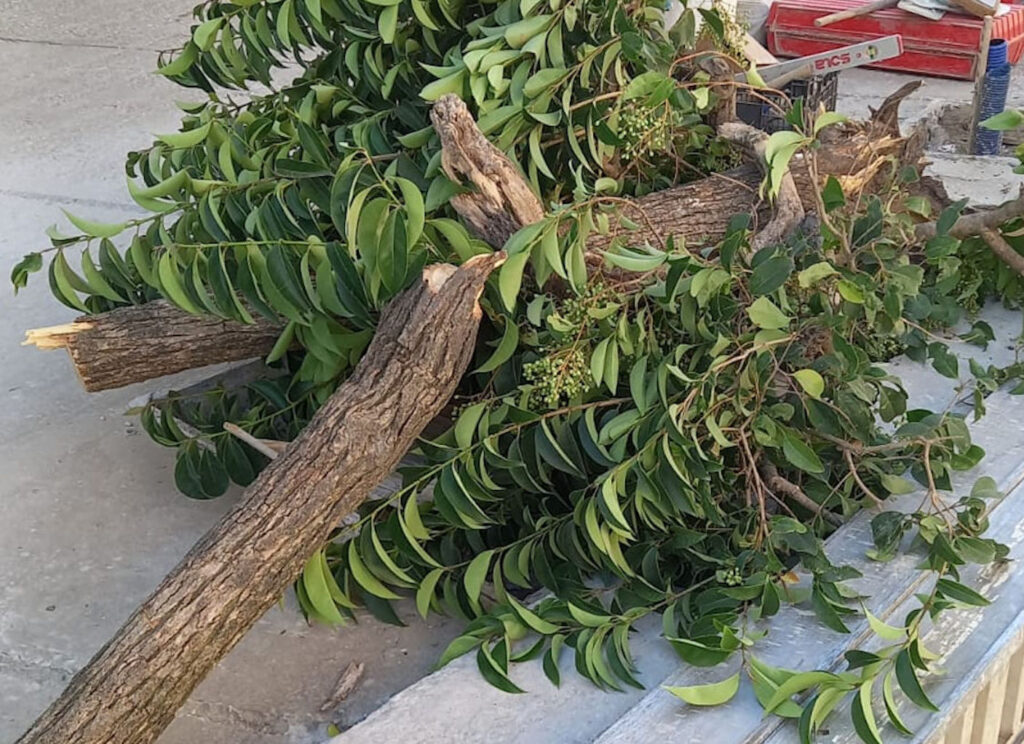 La gestione del verde da parte delle pubbliche amministrazioni