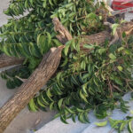 La gestione del verde da parte delle pubbliche amministrazioni