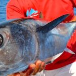 Filiera ittica, se l'alalunga non &egrave; tracciata